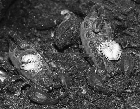 chaerilus philippinus venom|Observations on the life history of Chaerilus philippinus Lourenço .